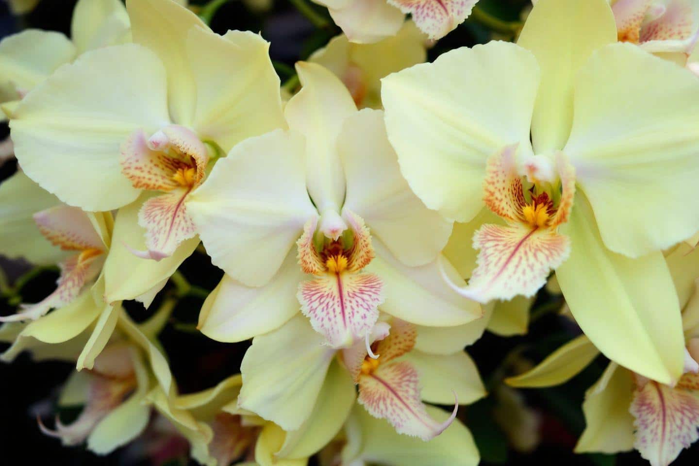 Gros plan sur des orchidées jaunes pâles aux centres roses et orangés