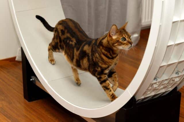 roue chat decoration