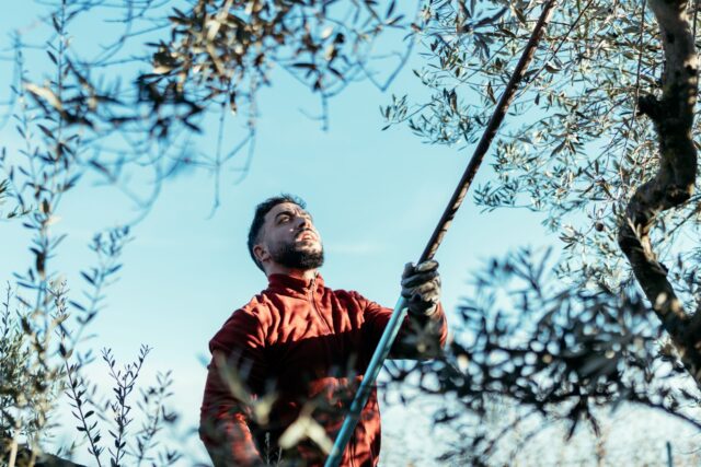 jardinier qui pratique une taille sévère d'un olivier