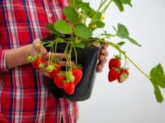 Déplacement et replantage fraisiers