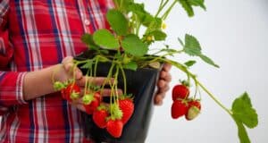 Déplacement et replantage fraisiers