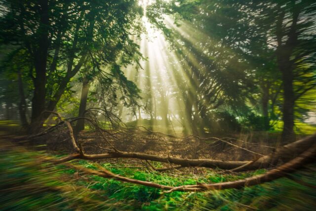 Forêt française dense avec des rayons de soleil traversant le feuillage.