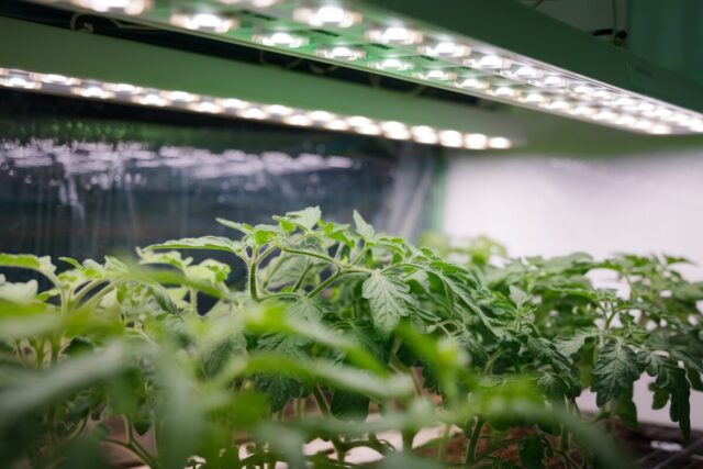Semis de tomates sous lampes LED dans une mini-serre.