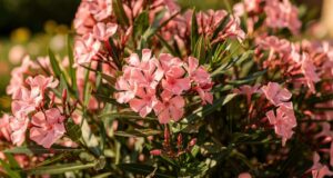 Pourquoi le laurier-rose est l'un des bois les plus toxiques à brûler?