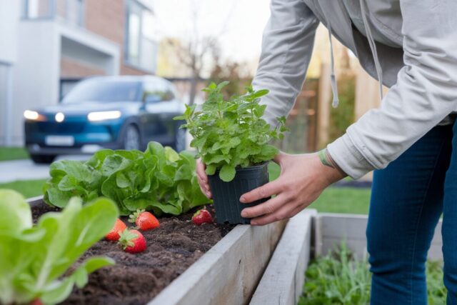 Un jardinier place de la menthe en pot près des salades