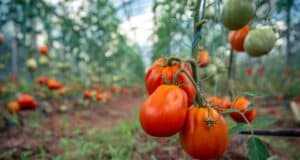 Plantation de tomates