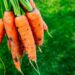planter carottes avril