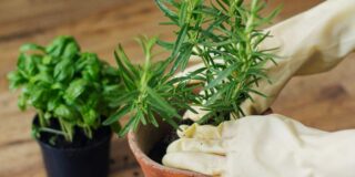 herbes aromatiques planter mars avril