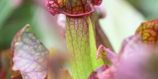 répulsif frelons asiatique sarracenia