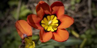 sparaxis tricolor jardin