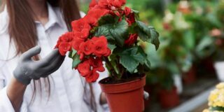bégonia fleur sans fin