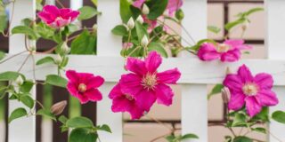 plante résistante canicule sècheresse
