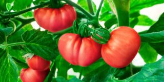 conseils tomates canicule